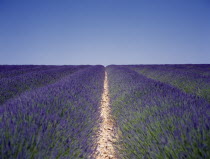 Lavender field with blue sky