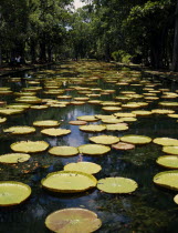 Pamplemousse Botanical Gardens. Giant Water Lilies