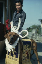 Portrait of gangster boss with his champion fighting dog draped with gold and purple embroidered sash.