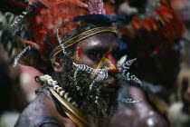 Head and shoulders portrait of man wearing traditional head-dress of red feathers with shell necklaces and nose piercing of white painted leaves.  Red and yellow face paint extending down nose and at side of eyes and beard tipped with yellow.