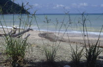 Driftwood on shore of beach with papyrus grasses in foreground and sea and tree covered headland beyond  part of nature reserve.