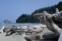 Driftwood on beach with trees extending to shore behind  part of nature reserve.