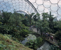 Eden Project. Tropical dome interior with visitors on bridge by lily pad pond