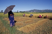 Woman using umbrella for shade standing watching rice harvest.