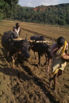 Woman sowing seeds and man with water buffalo drawn plough follows turning the soil over the seeds.