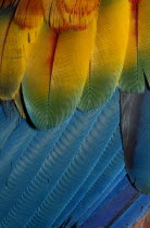 Close up details of the colourful wing feathers of a Scarlet Macaw
