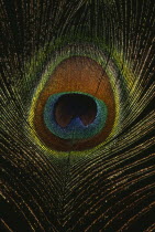 Detail of plumage.