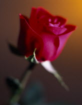 Still life of single red Rose with green stem