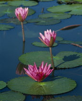 Three pink water lily flowers with long stems and green leaves