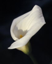 Still life of  white Lily