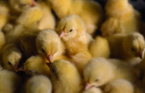 Group of one day old chicks.  Intensive farming practice  reared for meat.