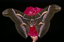 American Ailanthus moth.  Cynthia advena.
