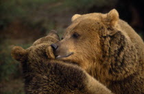 Two Brown bears  Ursus arctos   head and shoulders view nuzzling each other.