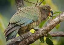 A KEA MOUNTAIN PARROT AT THE FRANZ JOSEF GLACIER  WESTERN NATIONAL PARK  SOUTH ISLAND.The Kea  Nestor notabilis  is a highly unusual species of parrot found in forested and alpine regions of the Sout...