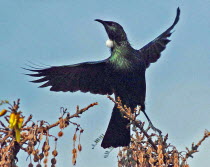 TE ANAU  A TUI BIRD FLIES FROM A TREE IN TE ANAU  FJORDLAND  SOUTH ISLAND.The Tui  Prosthemadera novaeseelandiae  is an endemic passerine bird of New Zealand  one of the largest members of the diverse...