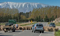 TARRAS  SHEEP FARMERS HERD THEIR FLOCK ACROSS ROUTE 8 NEAR TARRASAntipodean Oceania Eight Farming Agraian Agricultural Growing Husbandry  Land Producing Raising Livestock