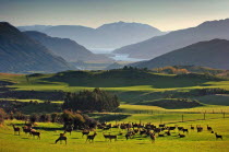 ARROWTOWN  VIEW OF A HERD OF DEER ON FIELDS AT CROWN TERRACE NEAR ARROWTOWN WITH LAKE WAKATIPU AND MOUNT NICHOLAS  CENTRE  IN THE DISTANCE.Antipodean Oceania Center Scenic