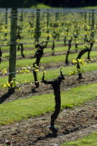NAPIER  GENERAL VIEW OF VINES IN A VINEYARD EARLY IN THEIR GROWTH ALONG CHURCH ROAD IN THE TARRADALE DISTRICT.Antipodean Oceania Farming Agraian Agricultural Growing Husbandry  Land Producing Raising