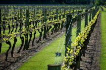 NAPIER  GENERAL VIEW OF VINES IN A VINEYARD EARLY IN THEIR GROWTH ALONG CHURCH ROAD IN THE TARRADALE DISTRICT .Antipodean Oceania Farming Agraian Agricultural Growing Husbandry  Land Producing Raisin...