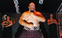 ROTORUA  THE HARKA WAR DANCE PERFORMED BY MAORI AT THE TAMAKI MAORI VILLAGE PERFORMED IN THE WHENUAI OR BIG HOUSE 15 MILE SOUTH OF ROTORUA.Antipodean Oceania Performance