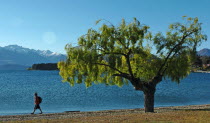 OTAGO  A MAN WALKS THE SHORELINE OF LAKE WANAKA.Antipodean Oceania Male Men Guy One individual Solo Lone Solitary Scenic