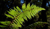 OTAGO  NEW ZEALAND NATIVE TREE FERN IN RAIN FOREST.Antipodean Oceania