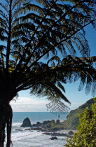 UNNAMED BAY  NEW ZEALAND FERNS AT AN UNAMED BAY OFF THE HAAST HIGHWAY ROUTE 6 ON THE WEST COAST.Antipodean Oceania Beaches Motorway Resort Sand Sandy Seaside Shore Six Tourism