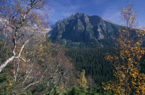 View towards the High Tatras mountains from the Magistrala trail near Strbske Pleso with trees in Autumn colours in the foreground.