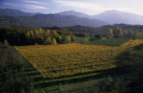 Vineyards in Autumn landscape near Arco.