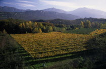 Vineyards in Autumn landscape near Arco.