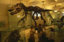 Natural History Museum. Dinosaur skeleton exhibit
