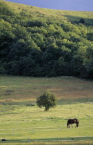 FIeld with lone horse in late afternoon.