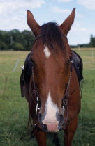 Chestnut horse with sadle and bridle. Plumpton  East Sussex.