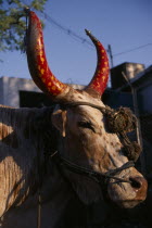 Portrait of cow with horns painted red and yellow and tipped with silver and rope head-collar with tassels.