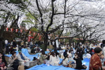 Ueno Park  "Hanami" flower viewing parties under the cherry blossoms