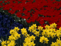 Keukenhof Gardens. Tulip and Daffodil display