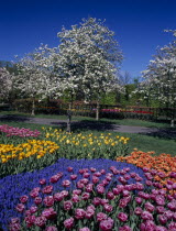 Keukenhof Gardens. Multicoloured tulip display with a white blossoming tree behind