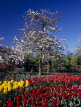 Keukenhof Gardens. White blossoming tree with tulip display in the foreground