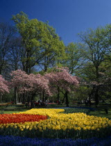Keukenhof Gardens. Multicoloured layered display of tulips  cherry blossoms and lush green trees against a blue sky