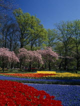 Keukenhof Gardens. Multicoloured layered display of tulips  cherry blossoms and lush green trees against a blue sky