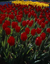 Keukenhof Gardens. Multicoloured display of tulips