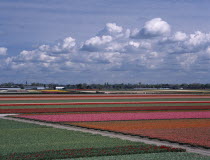 Tulip fields outside the Keukenhof Gardens viewed from the top of the parks windmill