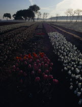 Keukenhof Gardens. Tulips in early morning light just outside the park