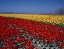 Field of red and yellow tulips with a wind turbine near the village of Sint Maartensbrug