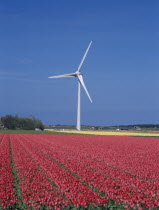 Tulip fields and wind tubine  north of Alkmaar