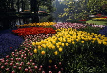 Keukenhof Gardens. Multicoloured display of tulips on the edge of the parks lake.