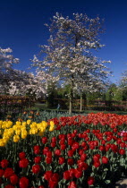 Keukenhof Gardens. Multicoloured display of tulips with a white blossoming tree behind