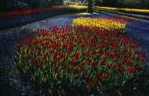 Keukenhof Gardens. Multicoloured display of tulips in early morning light