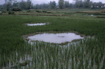 Paddy fields with bomb craters.