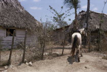 Thatched village housing with woman framed looking out of open window and horse tied to fence outside.